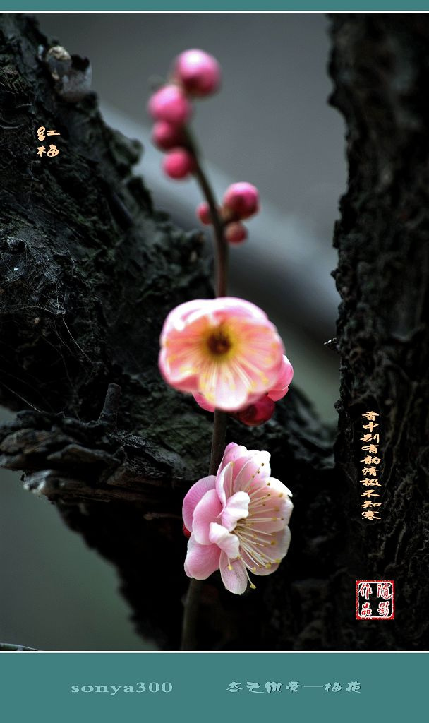 5年资深新媒体运营,平台干货解说|星空app官方网页(图1) 星空官方网站