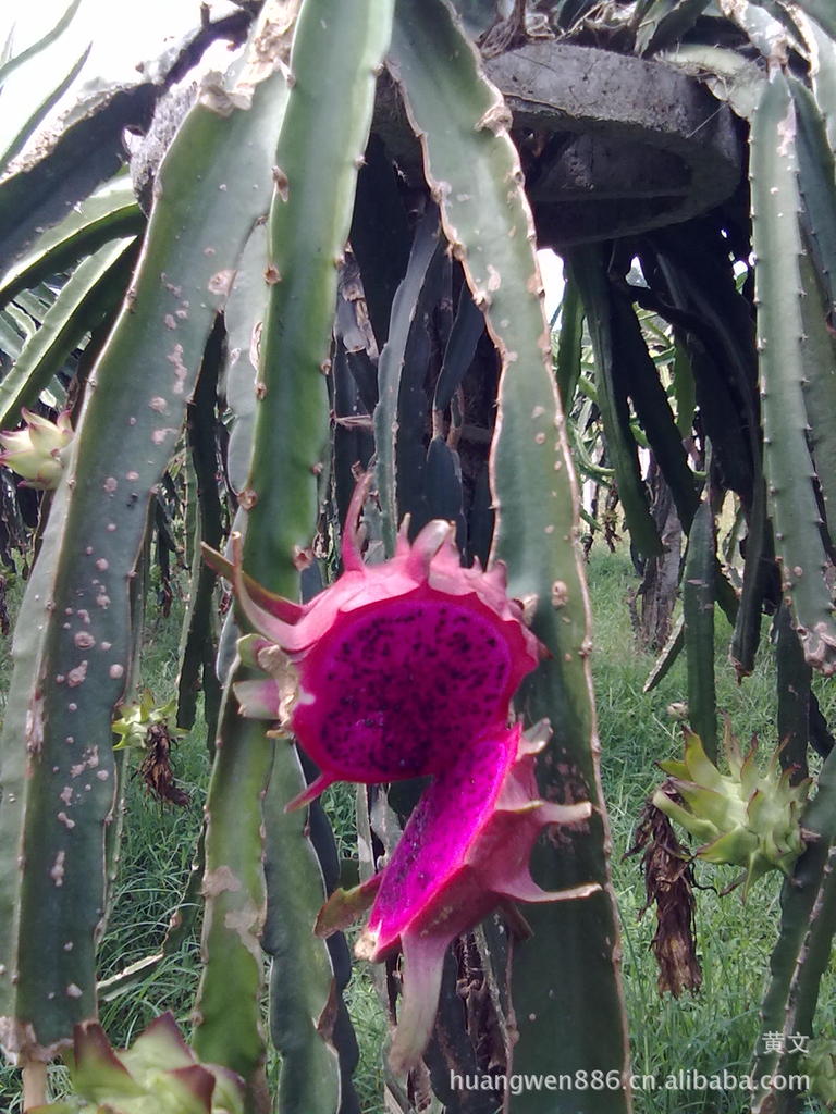 星空app官网|看看百强大律师幕后老大都说了啥(图1) 星空app官网