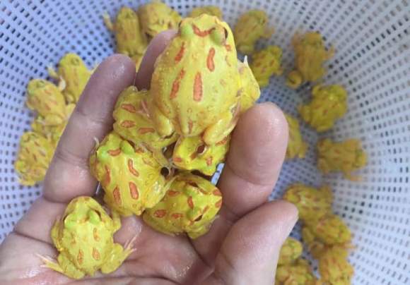 星空app官方网页